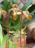 Paph. Angel Hair (St. Swithin x sanderianum)